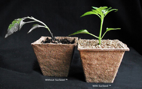 Moss Seeds Not Growing? Easy Fixes for Fast Germination