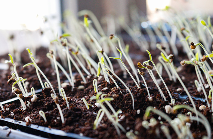 Moss Seeds Not Growing? Easy Fixes for Fast Germination