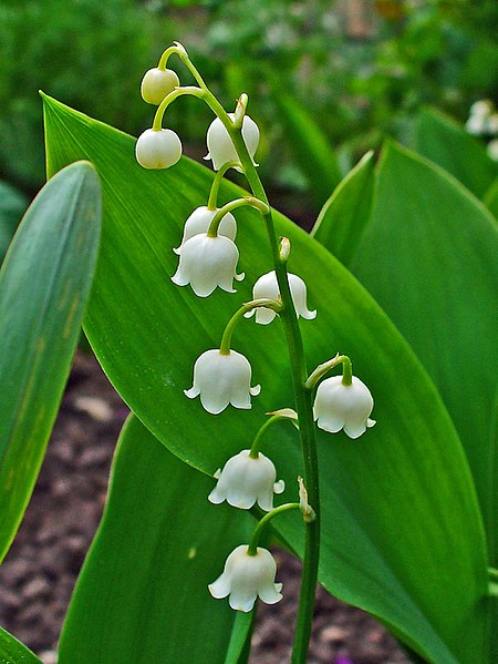Best time to plant lily of the valley seeds? Simple season guide for gardeners.