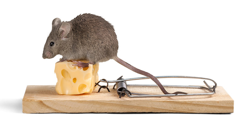 Why Rat Cheese Beats Regular Bait in Rodent Control