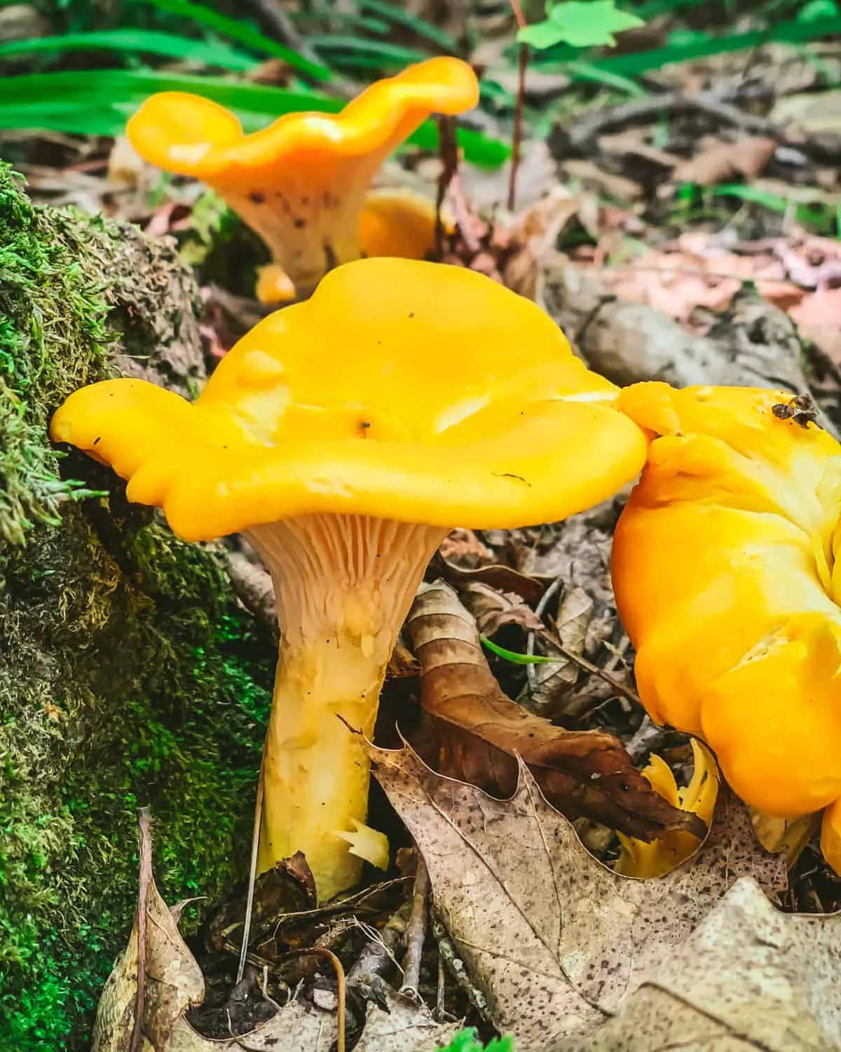chanterelle mushroom price season tips? learn when to buy for lower cost!