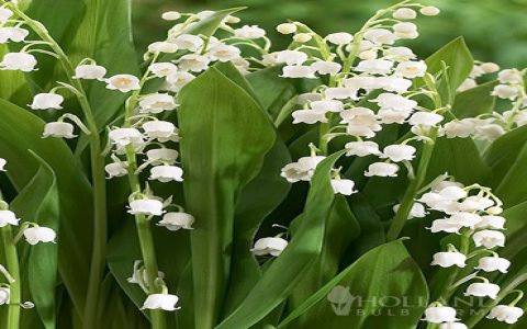 Best time to plant lily of the valley seeds? Simple season guide for gardeners.
