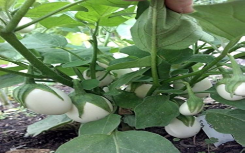 Where to Find Easter Egg Seed Packets? Top Spots for Buying!