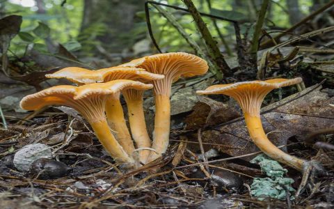 chanterelle mushroom price season tips? learn when to buy for lower cost!