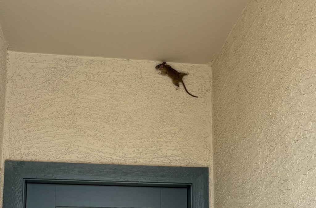 Can a Mouse Climb a Wall? Yes They Can! Get Pest Control Tips.