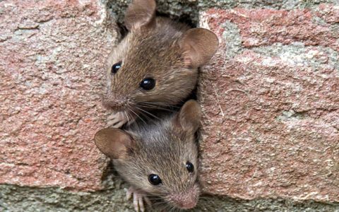 Can a Mouse Climb a Wall? Yes They Can! Get Pest Control Tips.