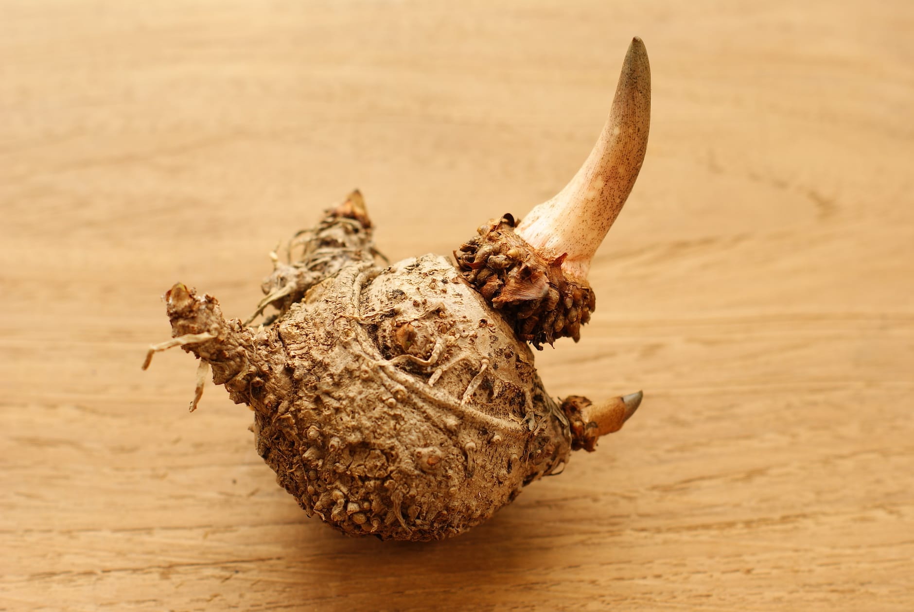 Devils tongue safe to eat learn preparation tricks to enjoy it